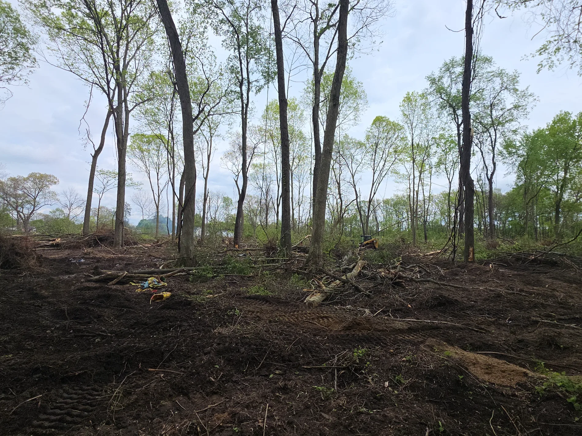 Cleared wooded lot with mulched soil and standing trees after land clearing
